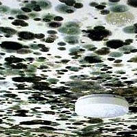 mold