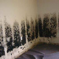 mold remediation