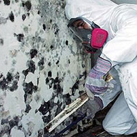 mold removal