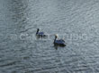Birds in Water