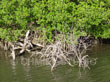 Thicket